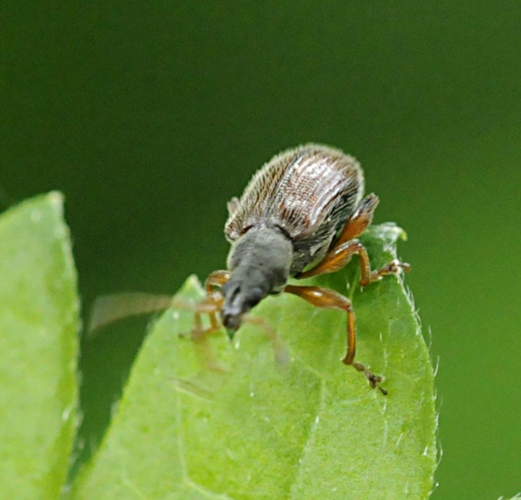 Curculionide da determinare - Phyllobius oblongus